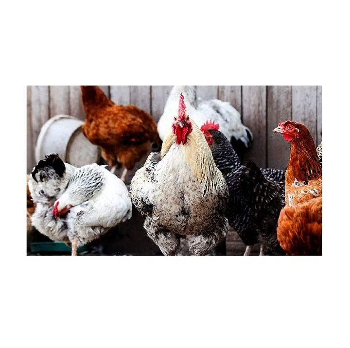
Hot Selling Price Of live chickens 