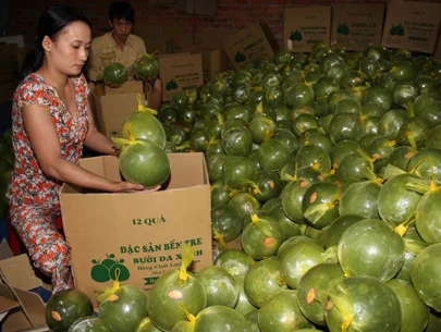 Помело фруктов, лучшее качество для экспорта Вьетнама