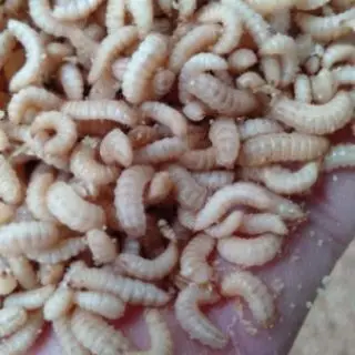 Оптовая продажа Вьетнам высокое качество сушеный черный солдат для корма/жасмин + 84 896679047