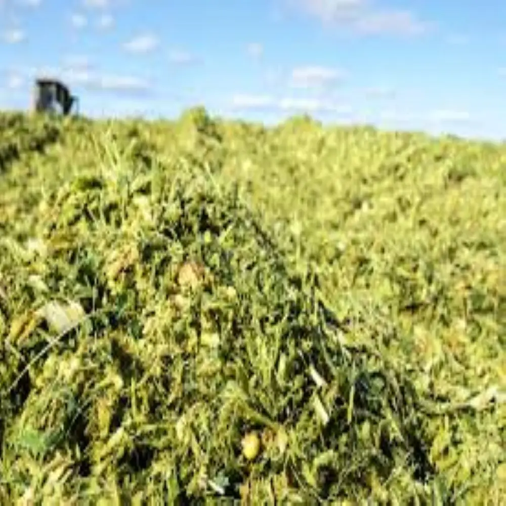 Corn silage (cattle feed) drying corn silage hay baler exporter Oman/ Kuwait