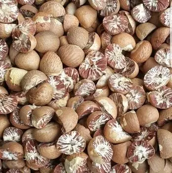 Betel Nut Areca Nut Brown Indonesia 70/75