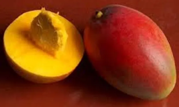 100% Flavor mango from Egypt--Low Price