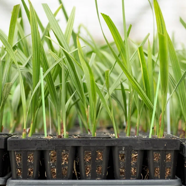 Natural Plant Tissue Culture Date Seedlings