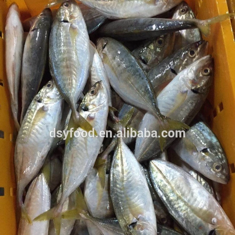 frozen yellow tail scad whole round