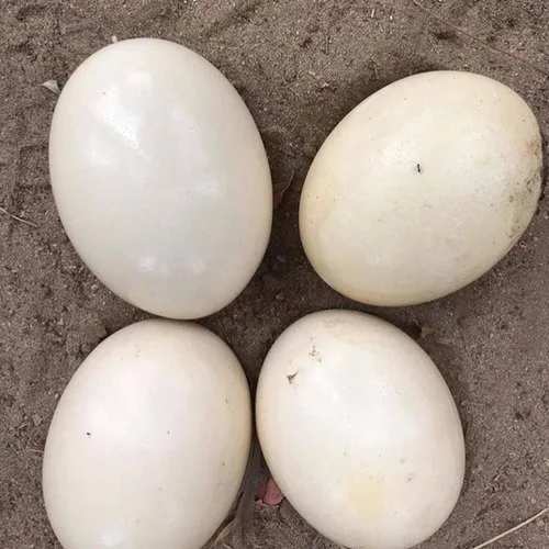 Ostrich Chicks Hatching Eggs for