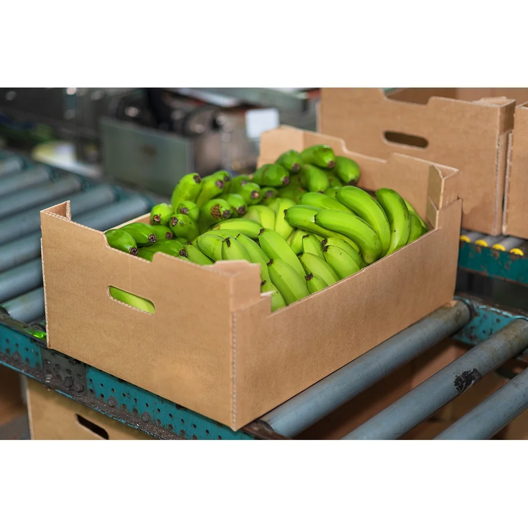 Лидер продаж сладкий вкус органический свежий зеленый Кавендиш-банан для мирового рынка из Вьетнама