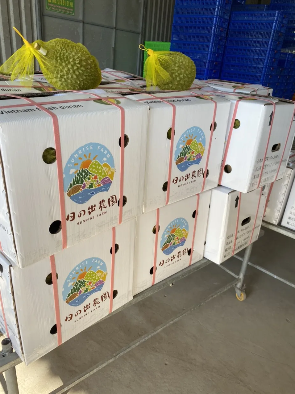 Fresh Delicious Ri6 Durian Vietnam Creamy Sweet Durian