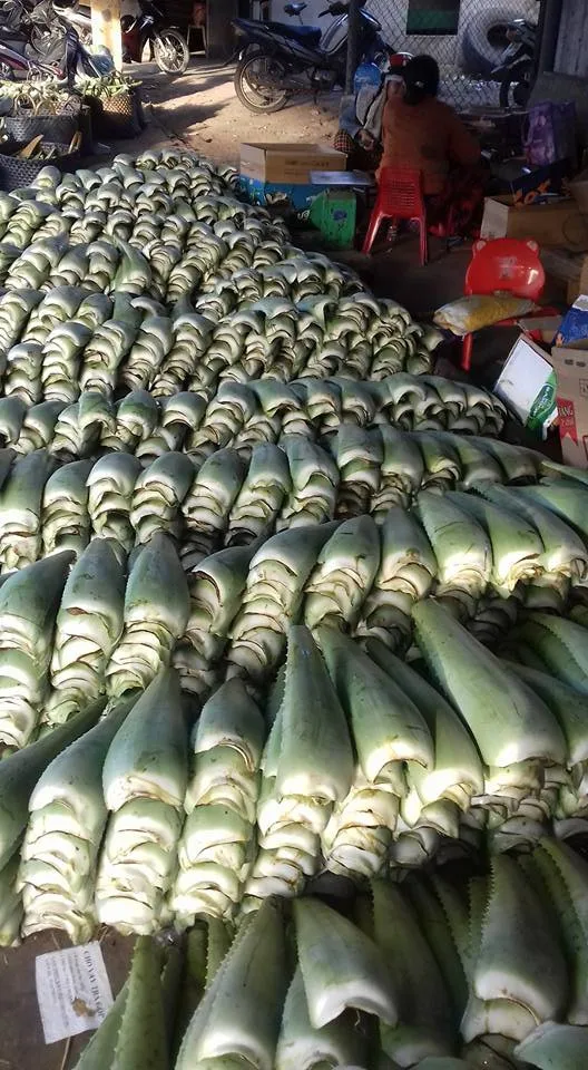 FRESH EXTRACT Vietnam Fresh Aloe Vera gel bulk  leaf organic for juice powder cleanser nature republic skin Healthy Material