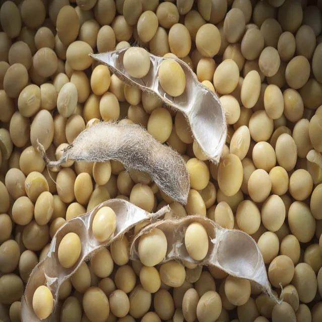 Non GMO Soy Beans Wholesale Price