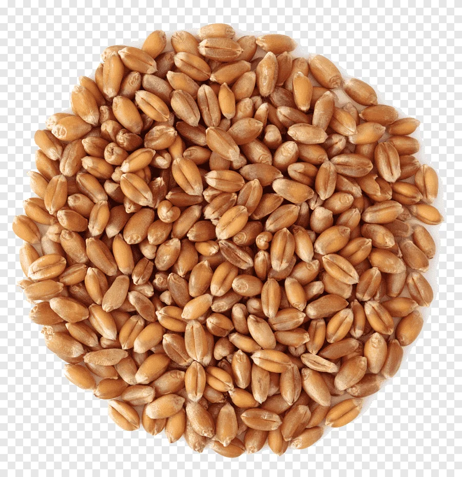 
Natural Wheat Grain 