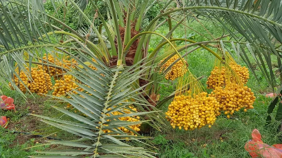 Новый сезон качественные фрукты Barhi DATES