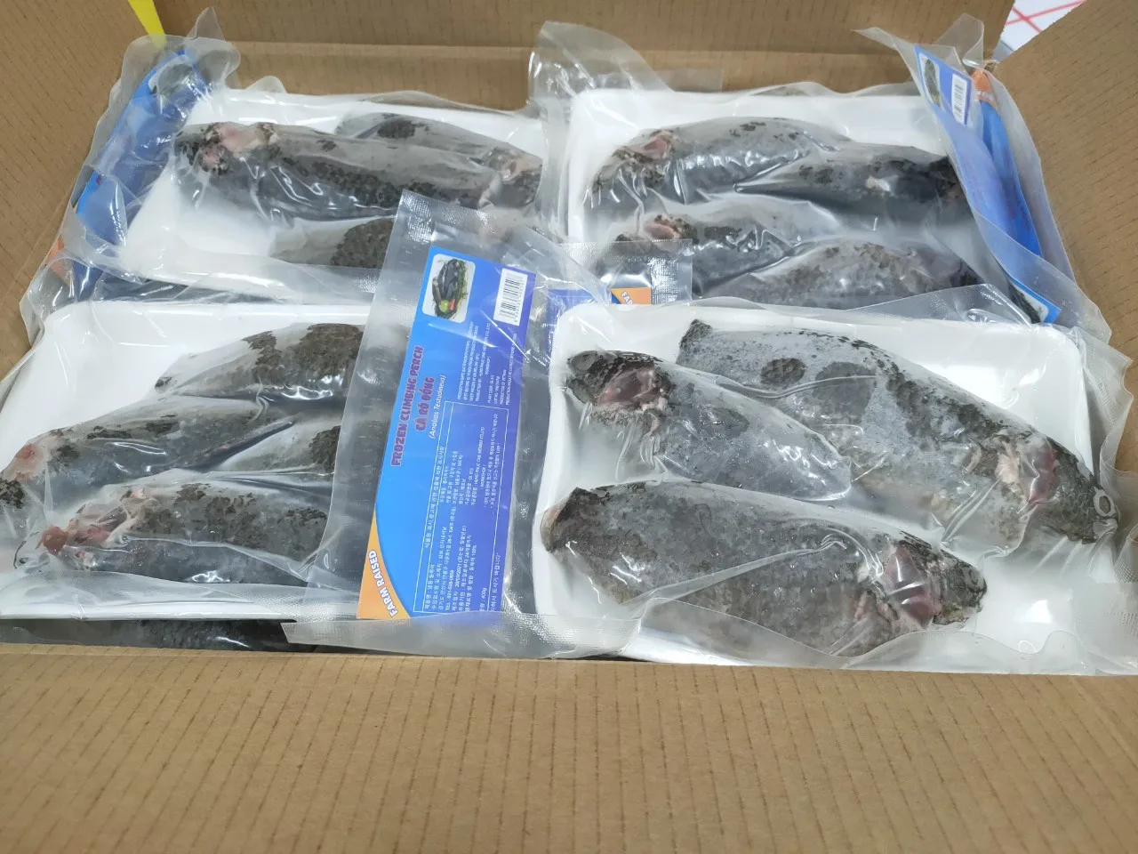 High Quality Frozen Tilapia WR Size 200/300 300/500g Best Fresh Whole Round Frozen Black Tilapia Fish