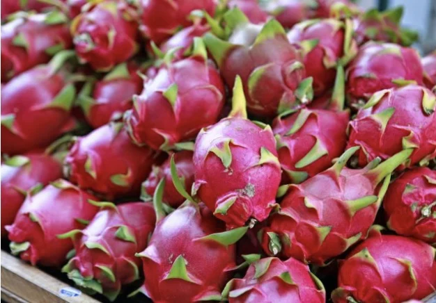 EWC High Quality Red Meat And Round Ball Maturity 100% Fresh Dragon Fruit Red Meat