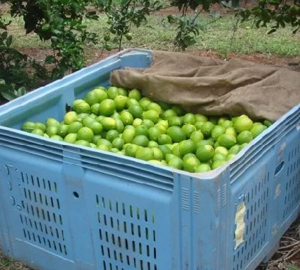 
Pure and Natural Fresh Lemon Fruit 