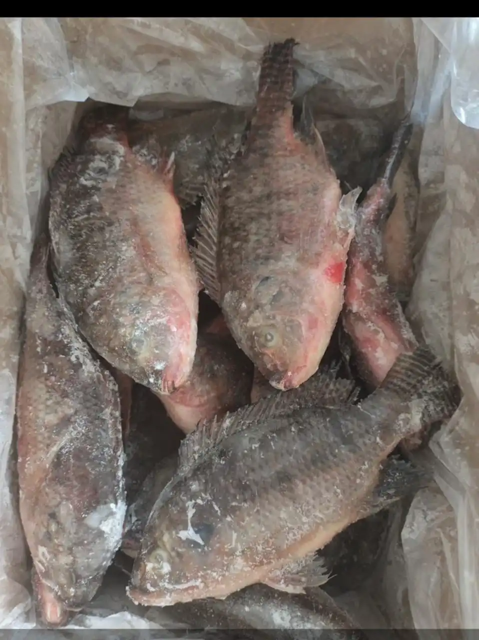 SELL FROZEN SEAFOOD SUPPLY BULK QUANTITY TILAPIA