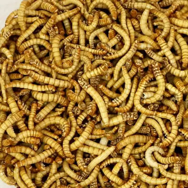  Материал для аквакультуры сушеный белок насекомых Mealworm оптовая продажа Сушеные Желтые еда домашних животных корм птиц хомяка