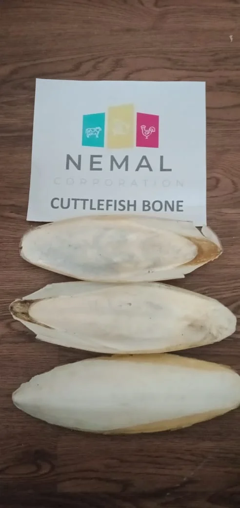
Export Quality Cuttlefish Bone (Dried) 