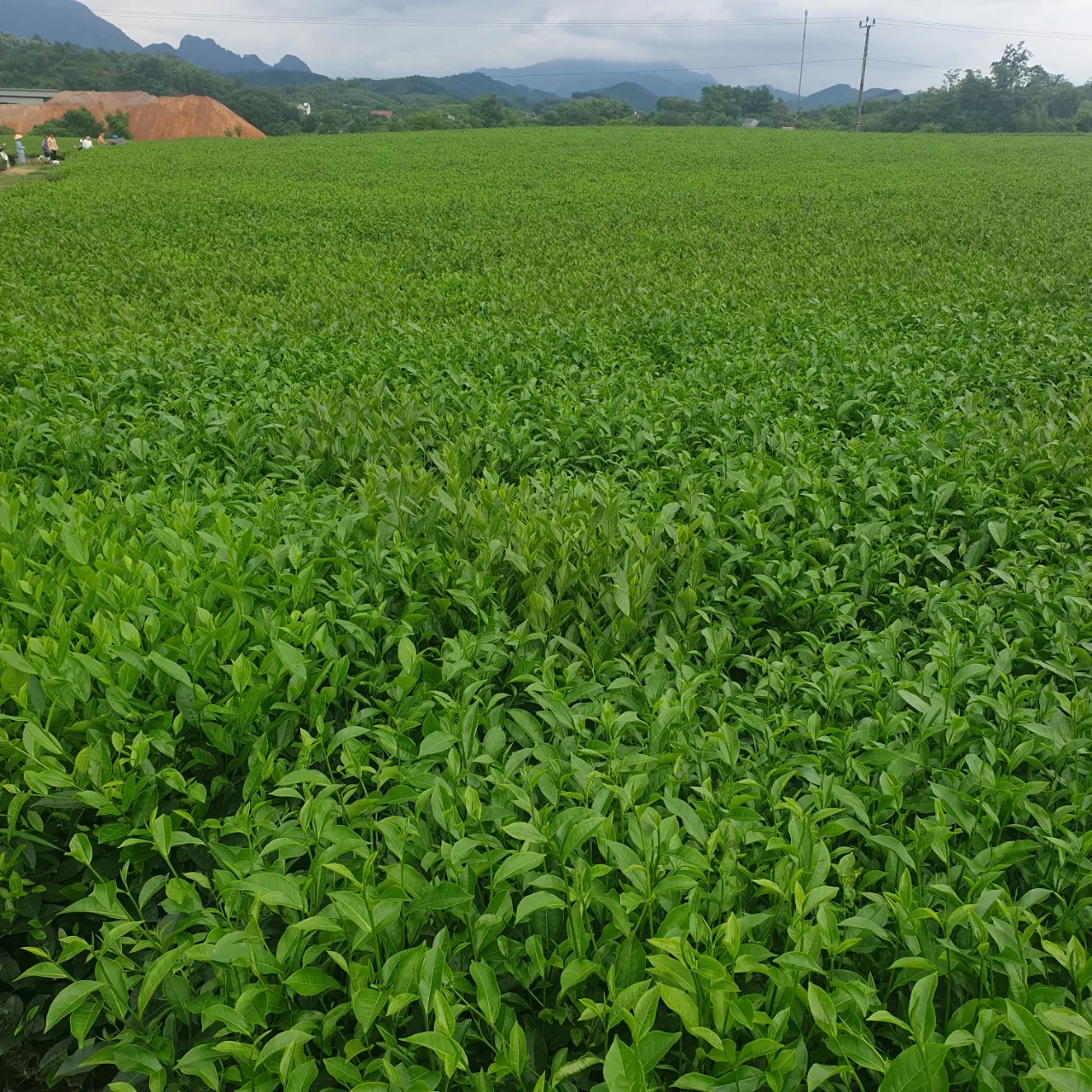 Новый Урожай православного черного чая OTD FBOP 04.1.266 хорошо для здоровья по хорошей цене