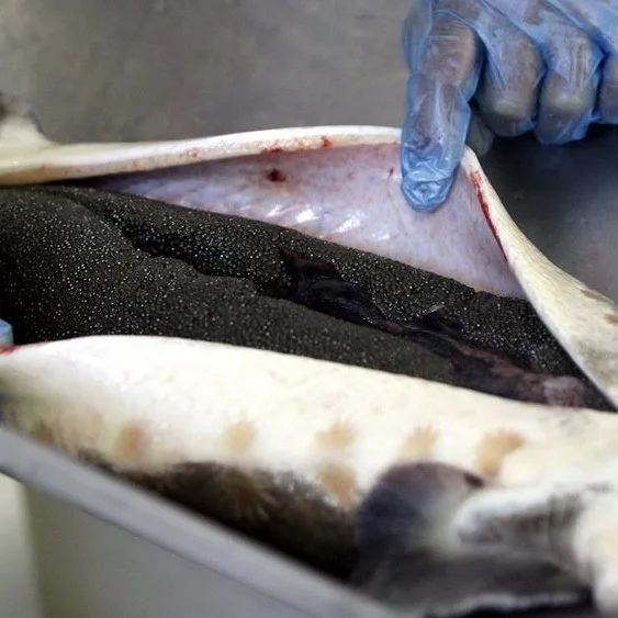 beluga-albino caviar