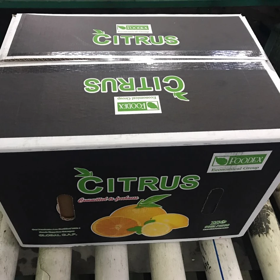 Fresh Egyptian Valencia Orange Fruit For Export