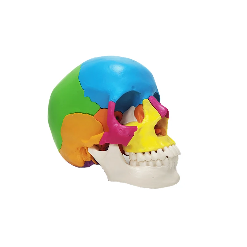 Human skeleton anatomy teaching model 22 parts color skull Teaching resources