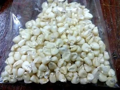 
High Quality Non Gmo White corn for sale 