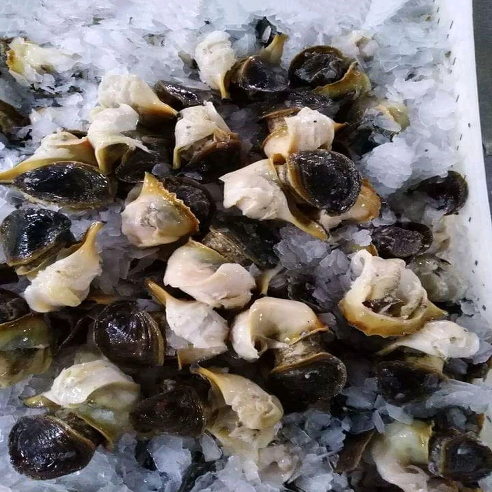 
Abalone Dried Conch Meat   Frozen Abalone Preserved Premium Quality Seafood Snacks 