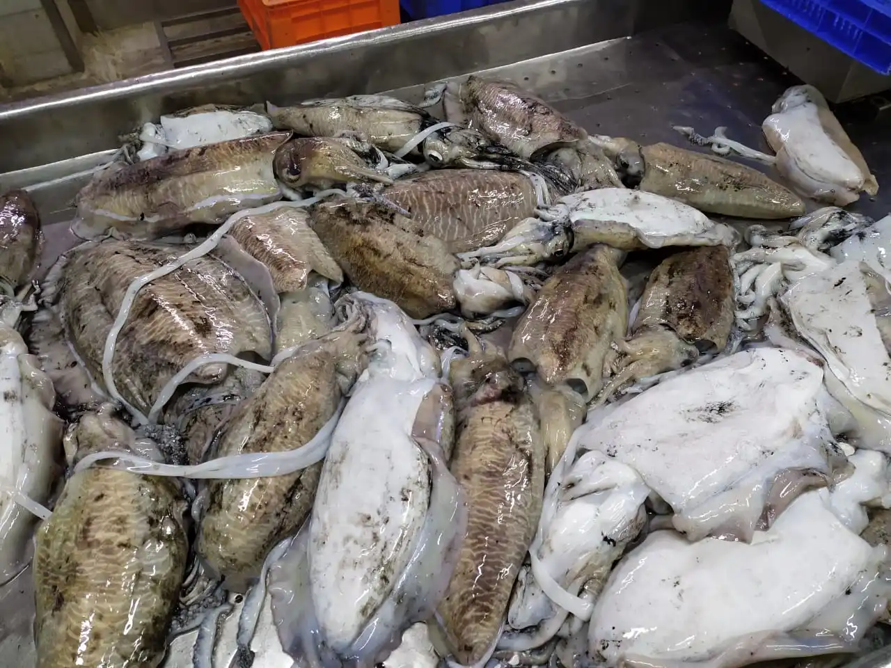 Block frozen Cuttlefish from India