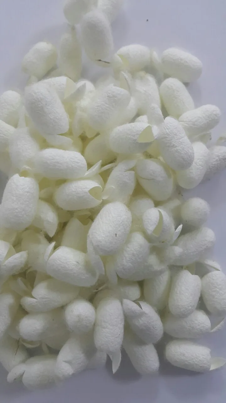 Silkworm Cocoon , Cocoon Silk Cocoon Price White KV Mulberry Silk 100% Silk Fiber Dyed 4-5