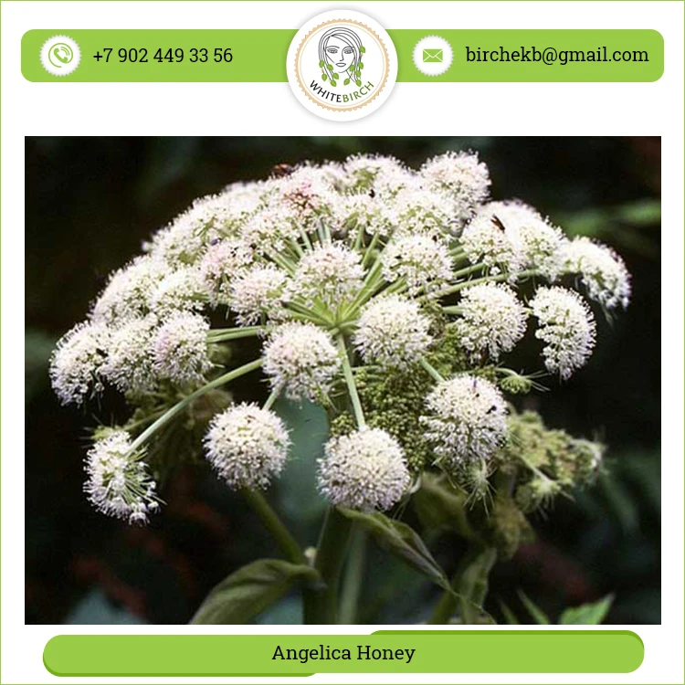 Least Price  Both Men and Women Purpose Angelica Honey