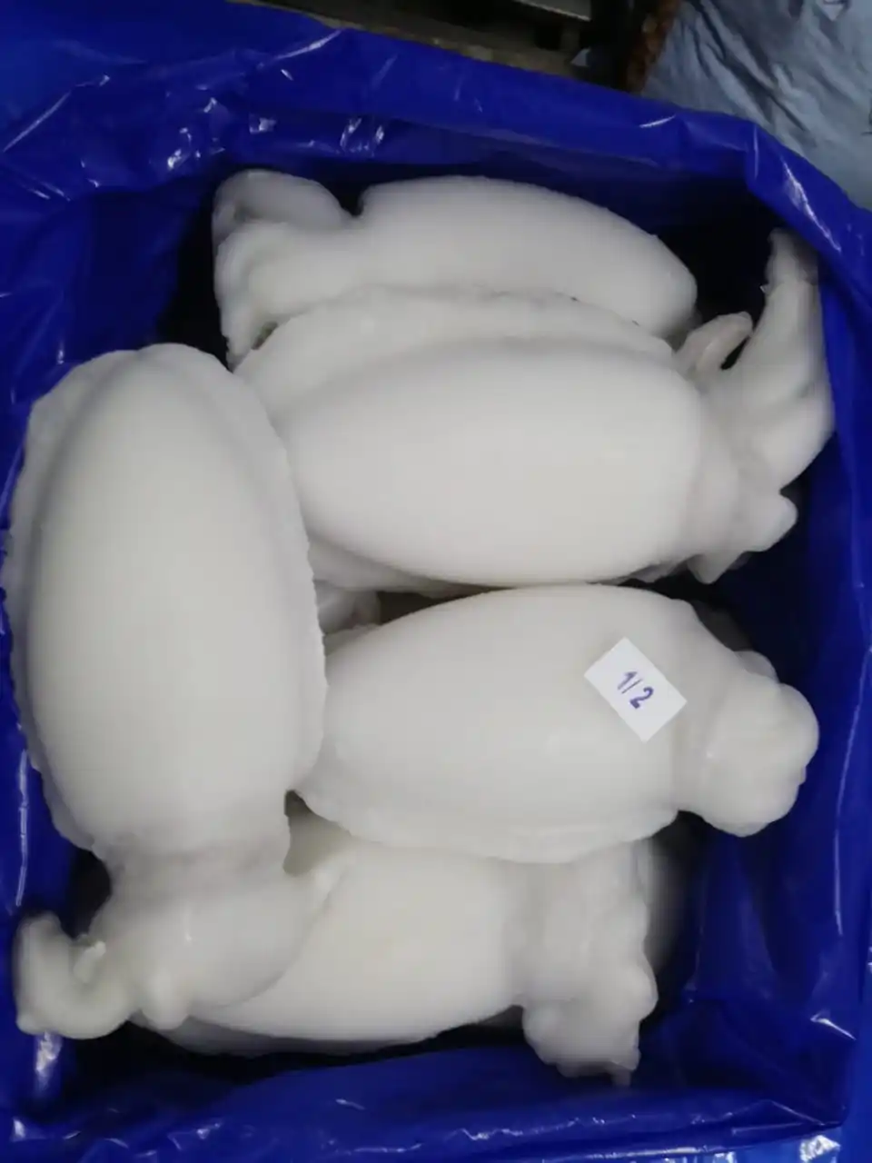 Top quality Cuttlefish  whole cleaned , Individual frozen cleaned cuttlefish from India, whole cleaned frozen cuttlefish IQF