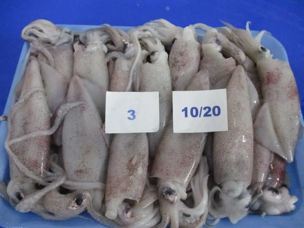
FROZEN SQUID WHOLE LOLIGO 