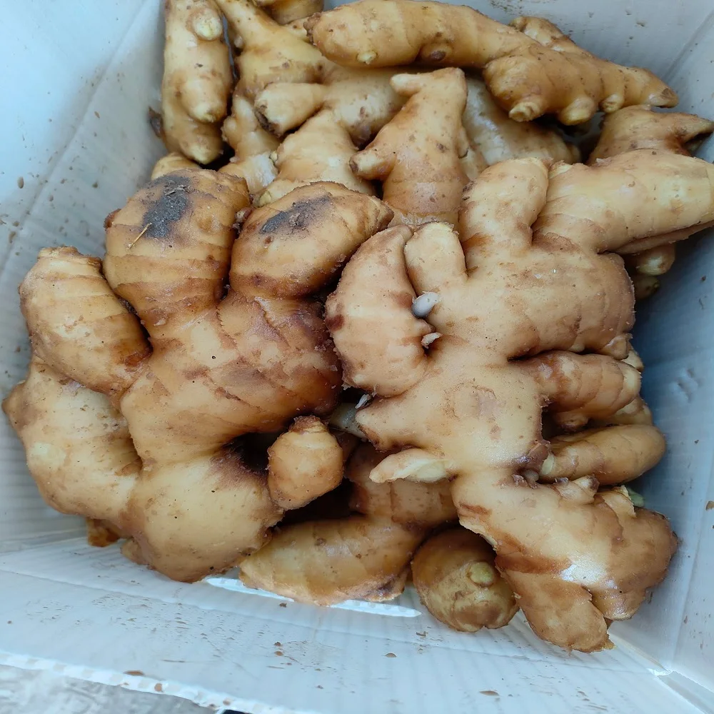Fast Ship Product from Thailand VIETNAMESE GINGER & TURMERIC HIGH QUALITY EXPORTED PRODUCT