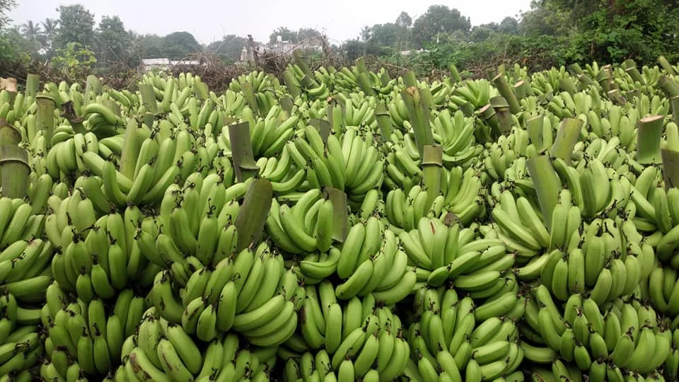 Green Organic Cavendish Banana for sale exporter