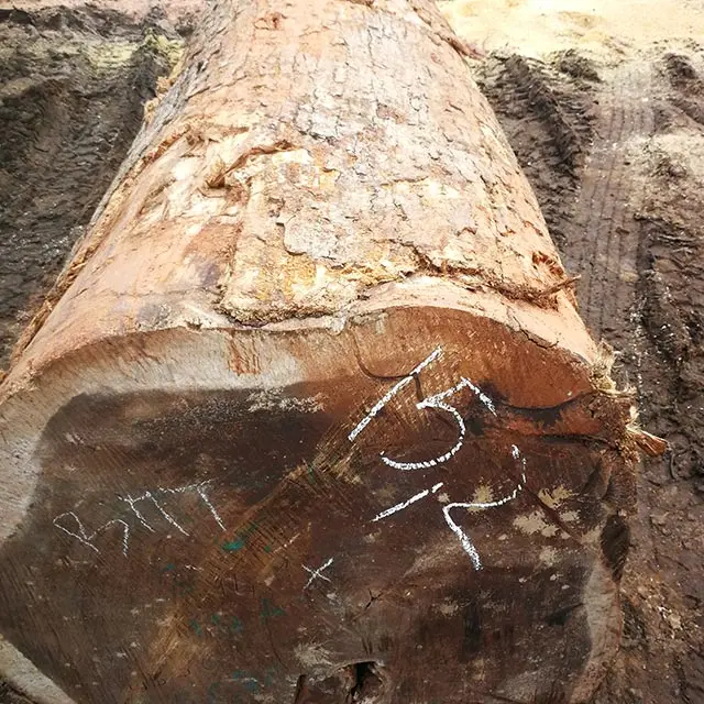 square timber fresh wood/timber/ log in our forest cutting Iroko