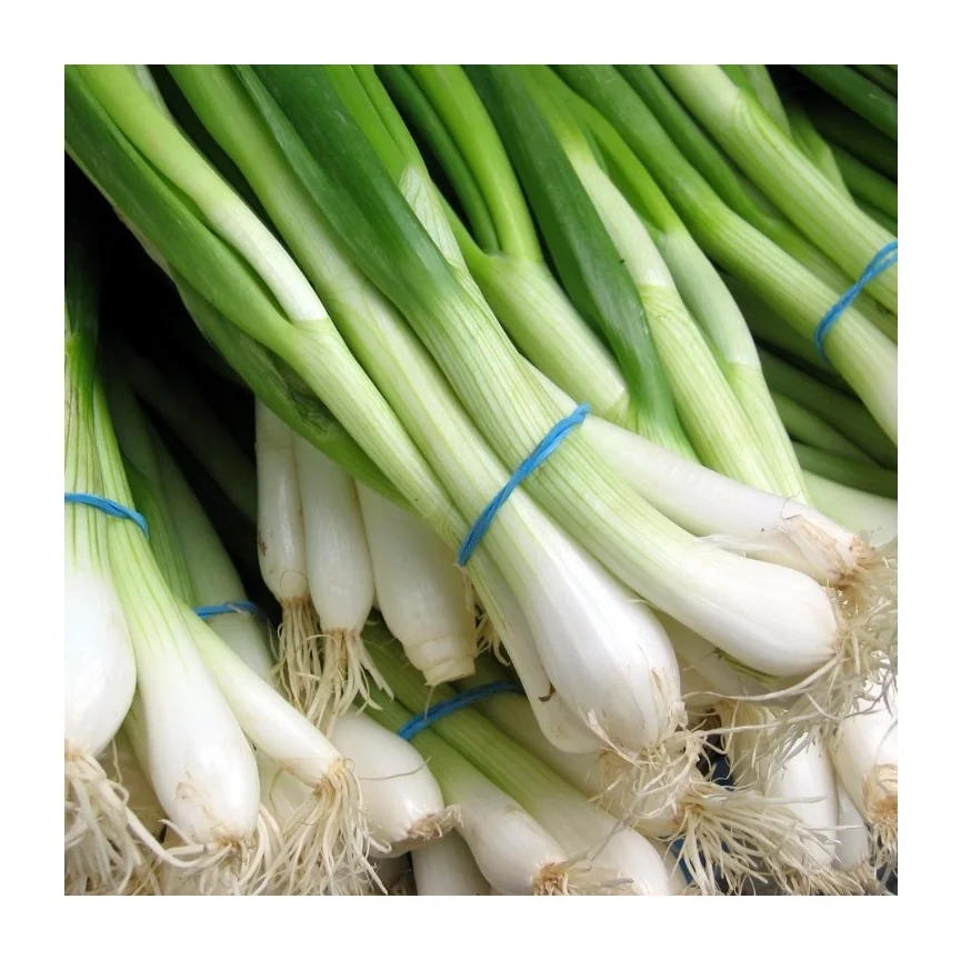 
Bulk Quantity Of Fresh Vegetables Scallions Available Here At Best Prices 