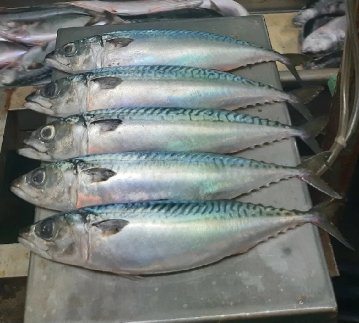 Mackerel 400+ 1/22 Freshly Frozen High Grade Mackerel Fish In Bulk From Manufacturer Wholesale Price For Export