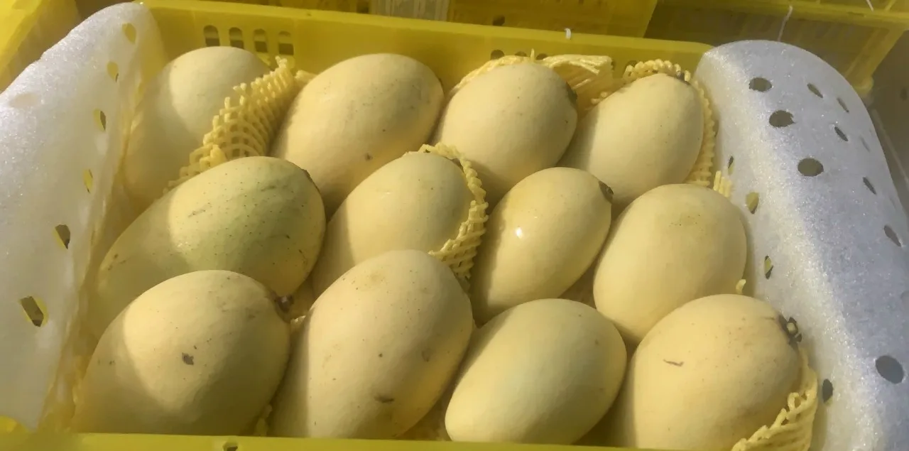 Дешевые свежие фрукты манго из Вьетнама/свежие высокого