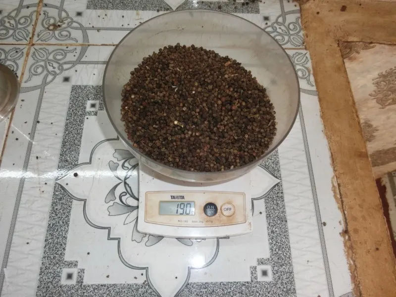 Vietnam black pepper 300gl 250gl very good light pepper for export