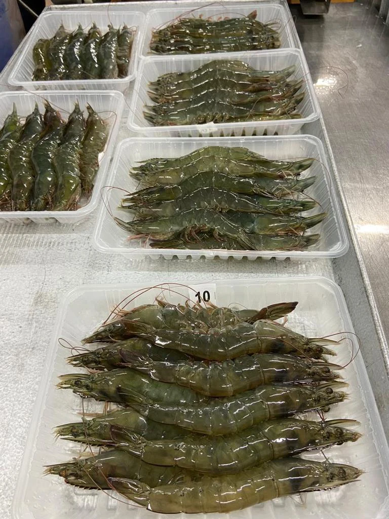 
18 Months Shelf Life IQF Freezing Process Whole Fresh Frozen Large Emerald Prawn 