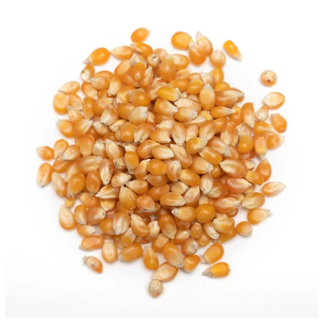 Cheap Price Butterfly Popcorn With Export Price