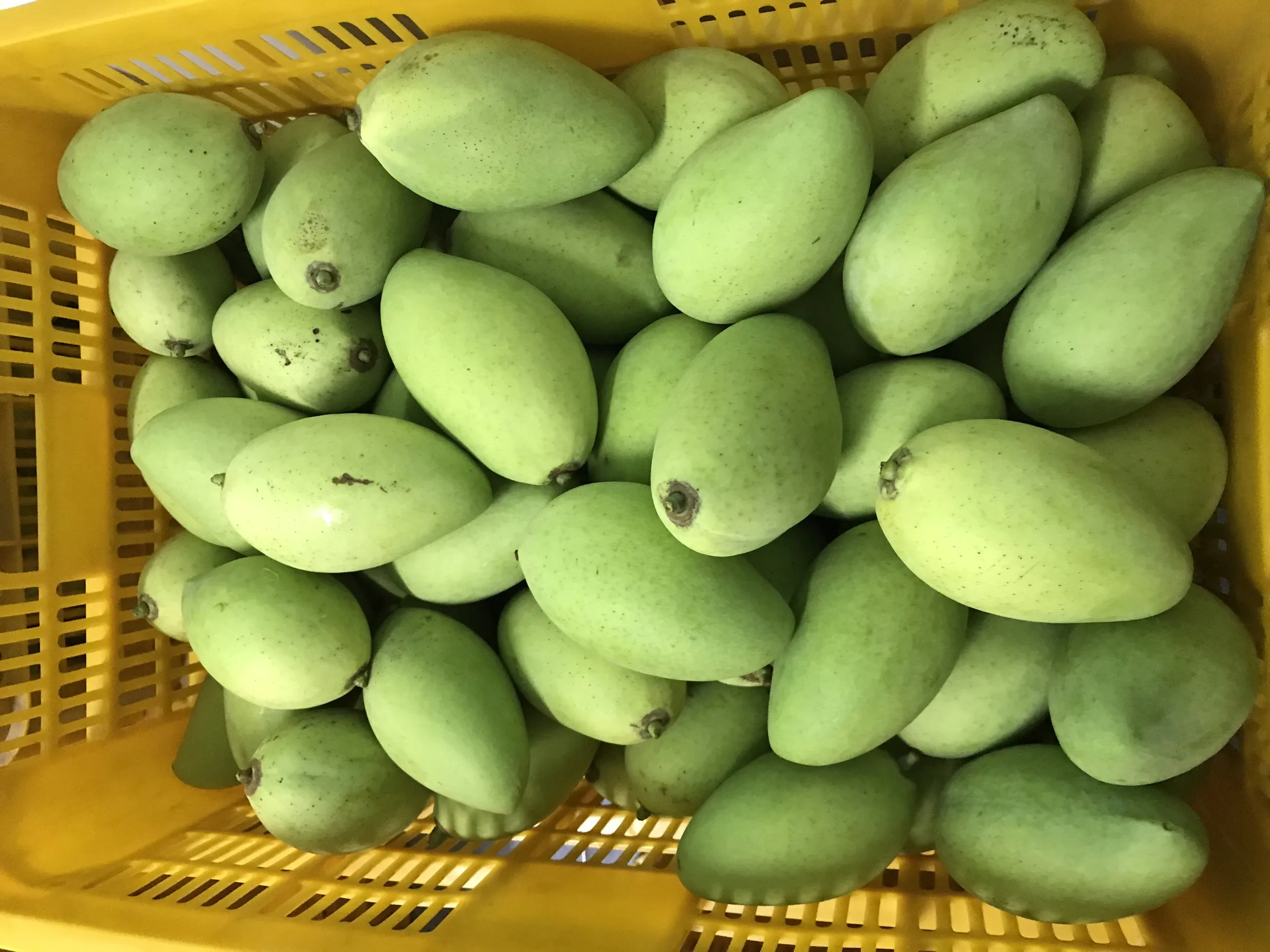 Лучшая цена свежие манго оптовый экспорт