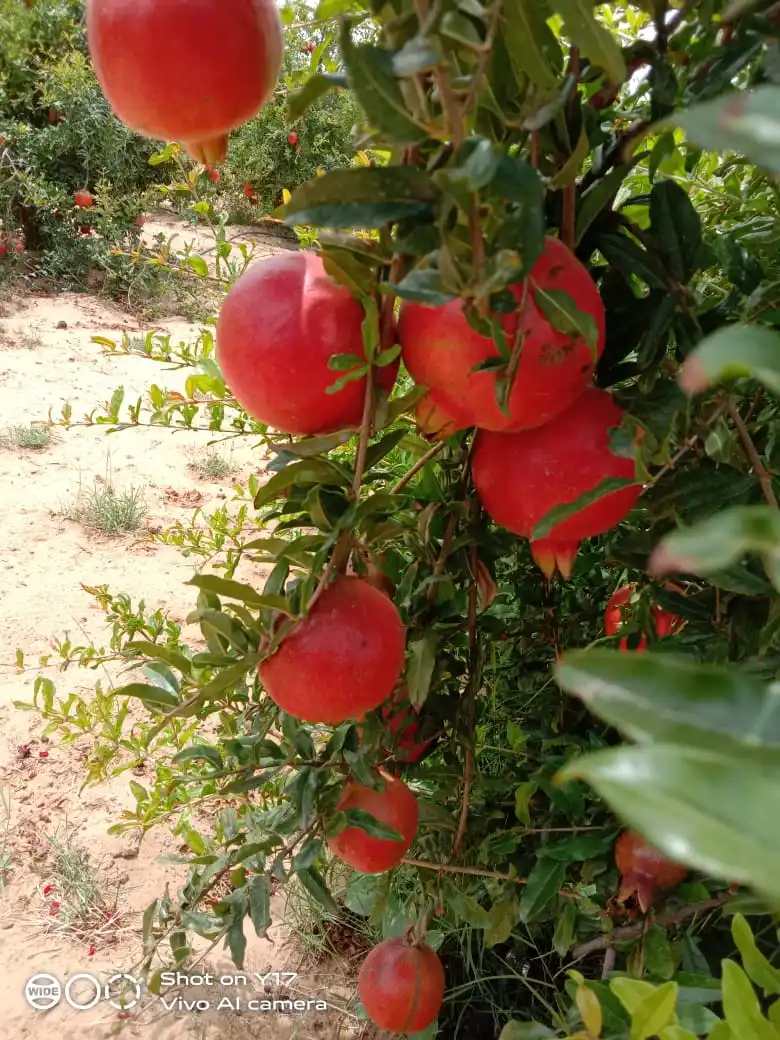 Quality Fresh Pomegranate fruit  ready to ship