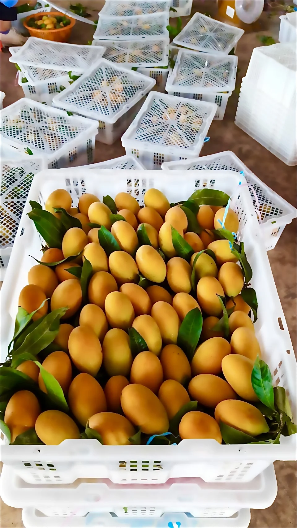 Provider EWC Brand Thailand Fresh Cherry Mango SMG005 Sweet Taste And Thick Skin