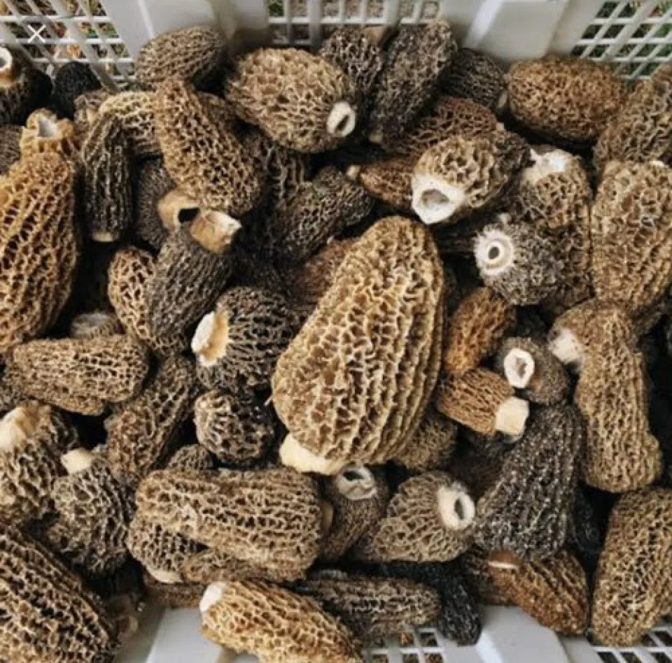 Low Price Wholesale Premium Quality Long Lasting Fresh Morel Mushrooms - Made in Turkey