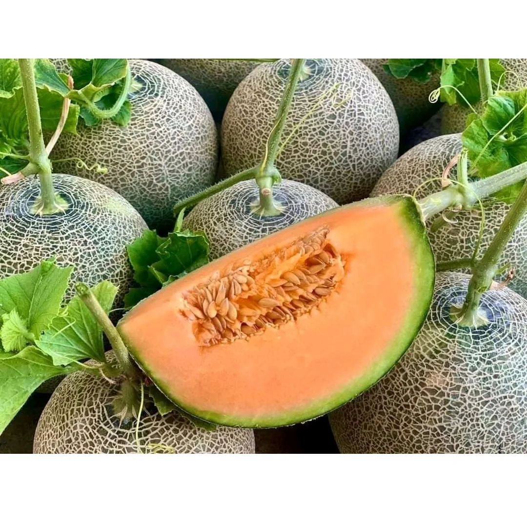 Богатый витамин, подходит для здоровья, 100% натуральная свежая Мускусная Дыня премиум-класса, размер 1,0-2,0 кг, высокое качество, Лучшая цена