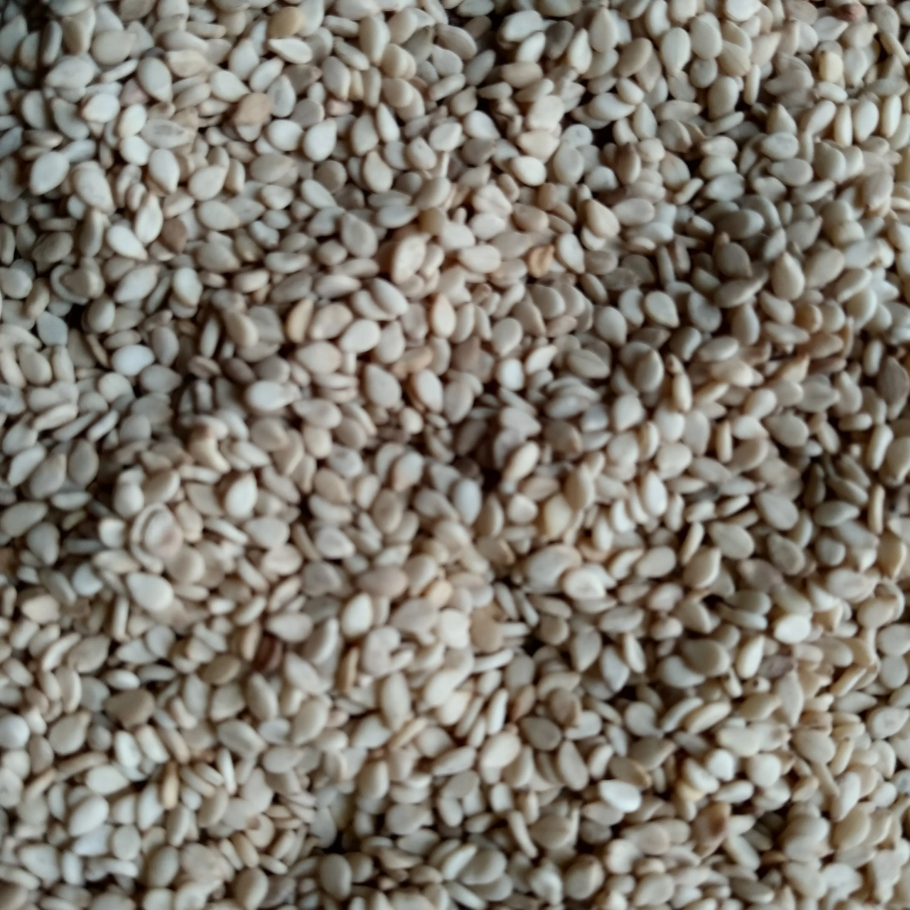 Fresh and Natural White Sesame New Crop Organic White Seed At Low Rate With White Sesame At India