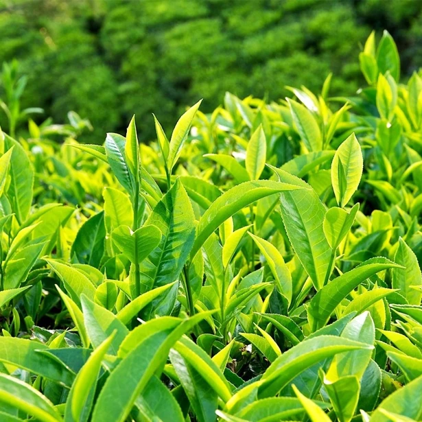 Hot Sale in Asia Organic 100% Fresh Natural Tea from Vietnam Black Green Tea