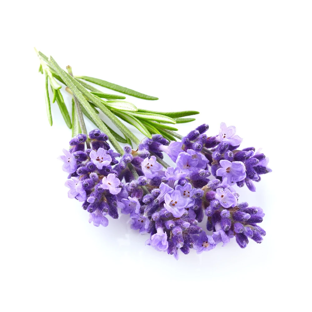 Частная торговая марка лавендеин Abrialis 100% эфирное масло