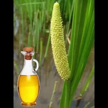 Calamus Essential Oil